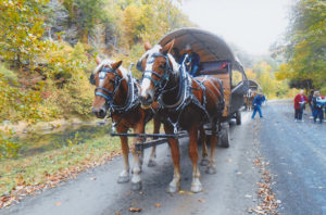 Belgian horses pulling covered wagon