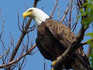 Bald eagle