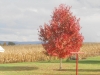 DSCN0564