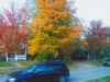 tree-lined-streets